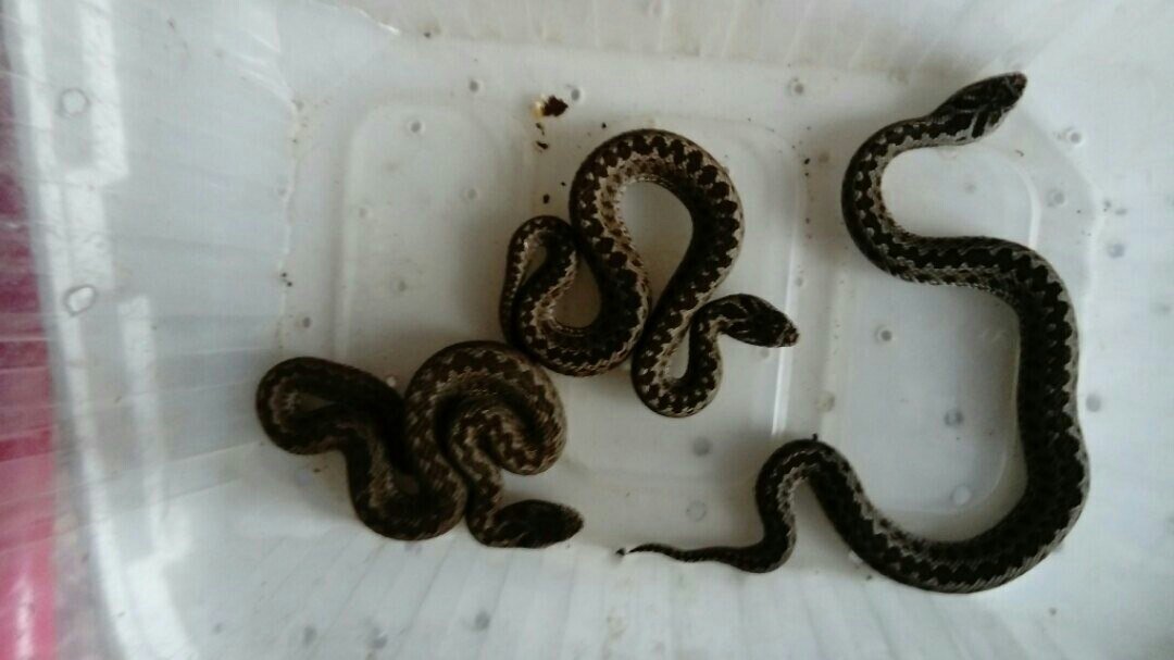 Мелочь. СВ 2015.