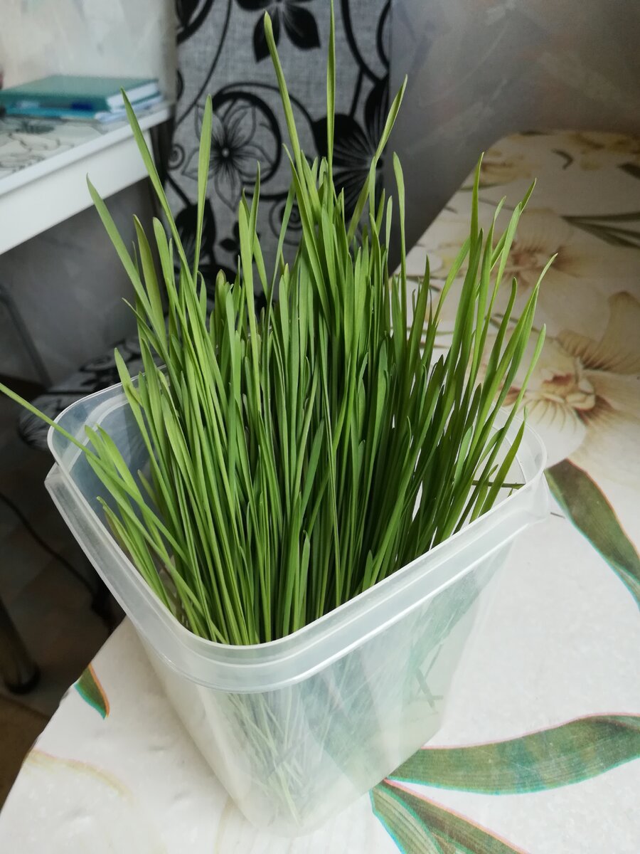 На фото ростки пшеницы, готовые для приготовления сока "Витграсс"