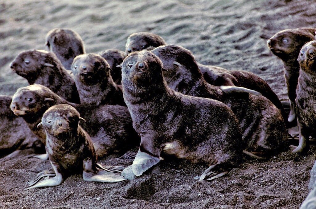 Щенки северного морского котика на острове Богослов. Фото: NOAA FISHERIES