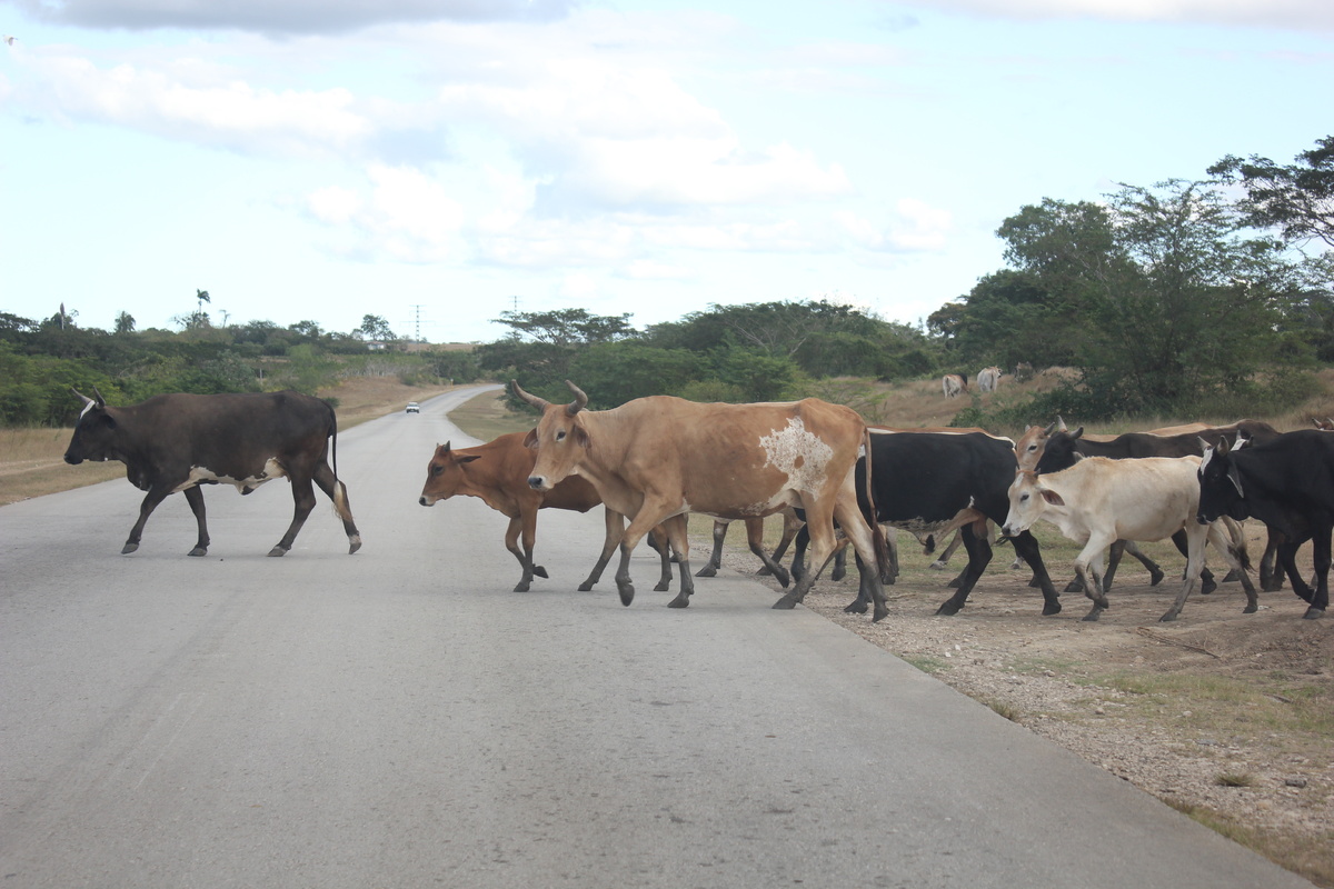 Коровы - одна из угроз климату нашей планеты (фото автора) 
