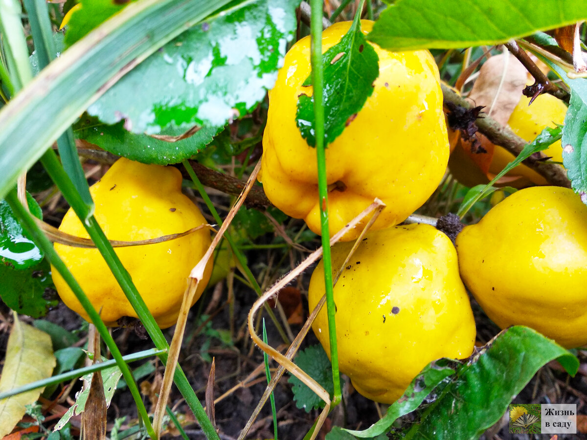 Айва японская. Фото автора