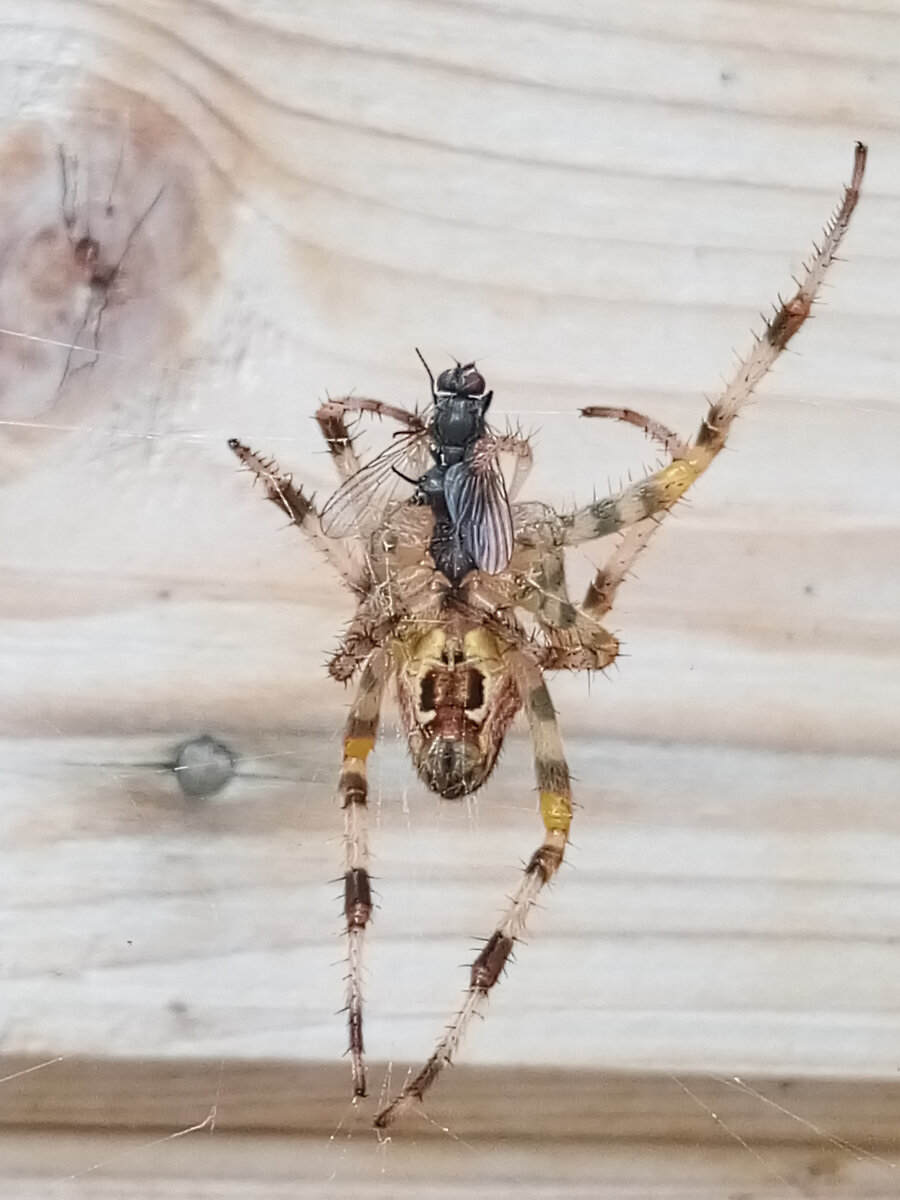 Примерно вот так (мое фото страшного паука на стене)