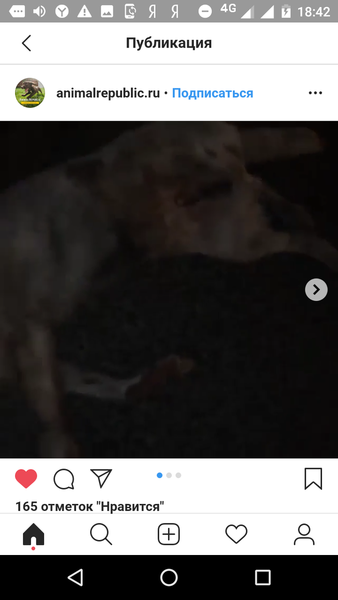 Раны на теле животного говорят о том, что его могли использовать для сексуальных утех