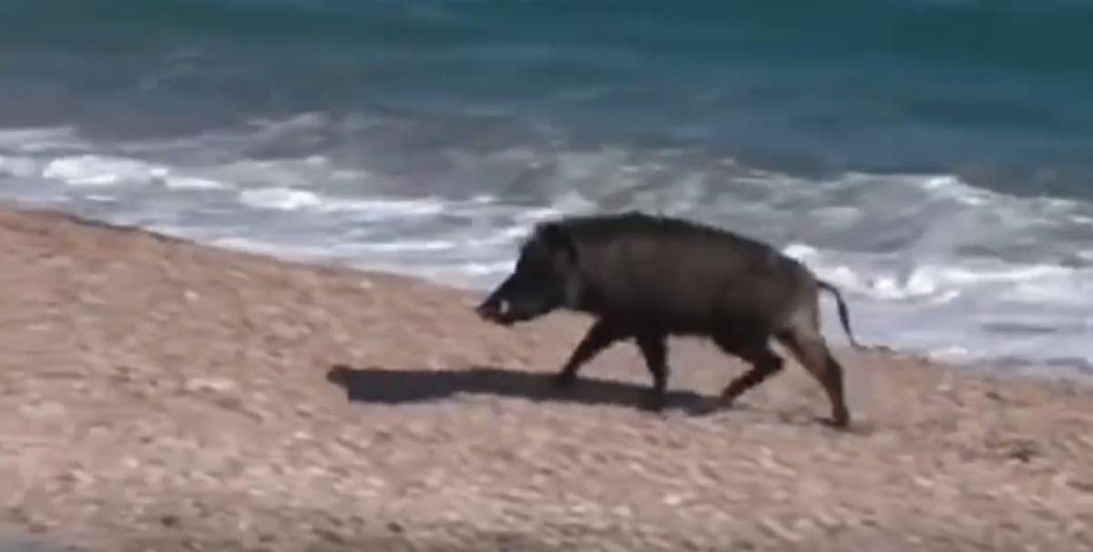 Скрин из видео. Источник - соцсеть "Горячие новости Крыма" 