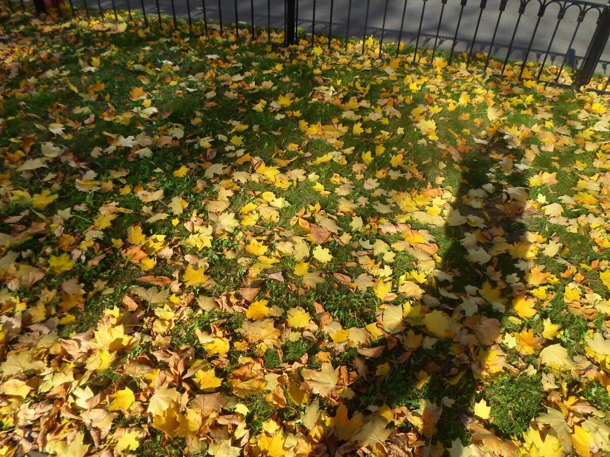 Осенние листья