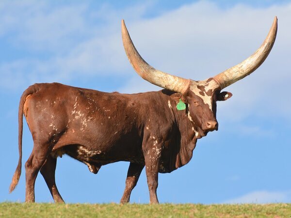 Бык ватусси: бык с рекордно огромными рогами | Мир животных | Дзен