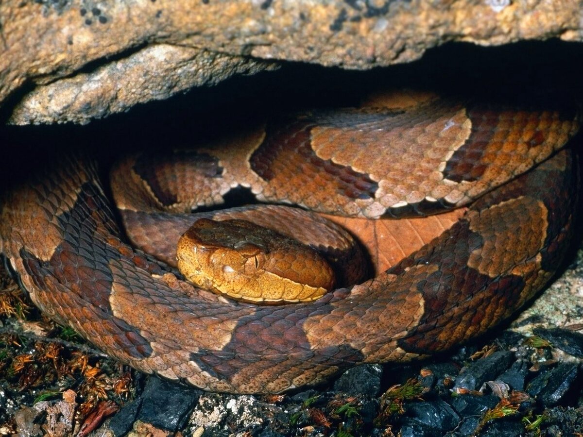 фото взято  с " Яндекс  картинки"