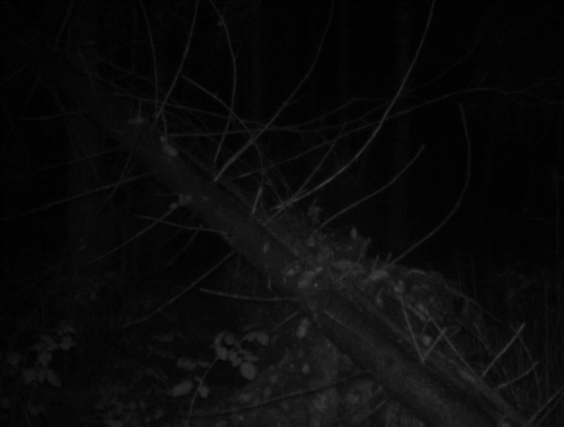 Ночь идет...ночь продолжается