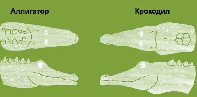 Чем отличается крокодил от аллигатора