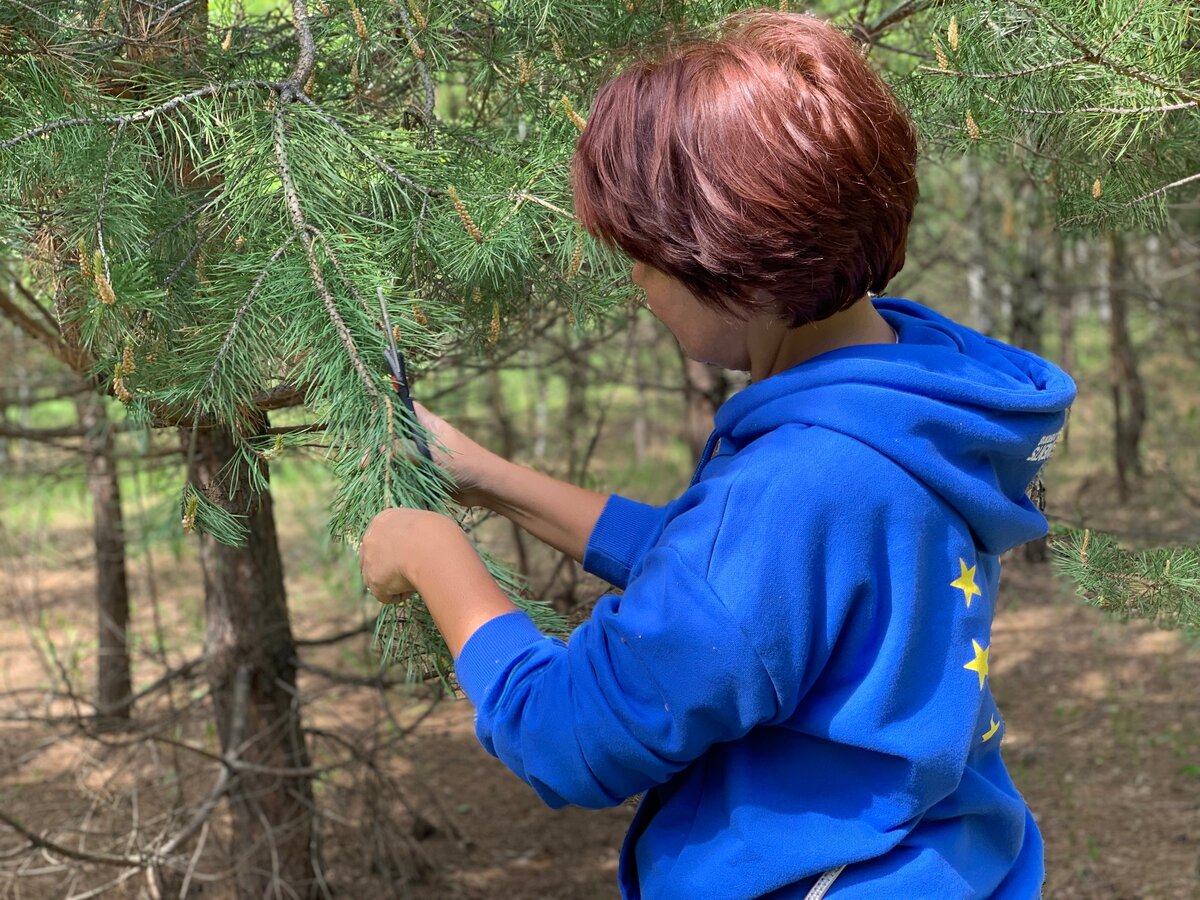 собирали шишки, потом варенье из них сварили 