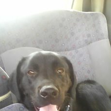 Пес едет в новую жизнь. Из личного архива.