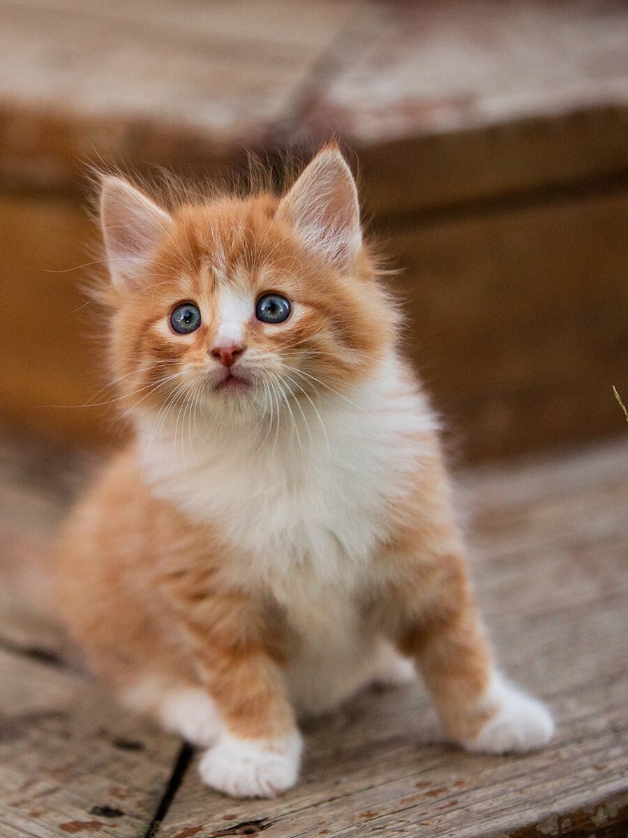 Очень похожий котенок на этого которебенка. Фото с инета.