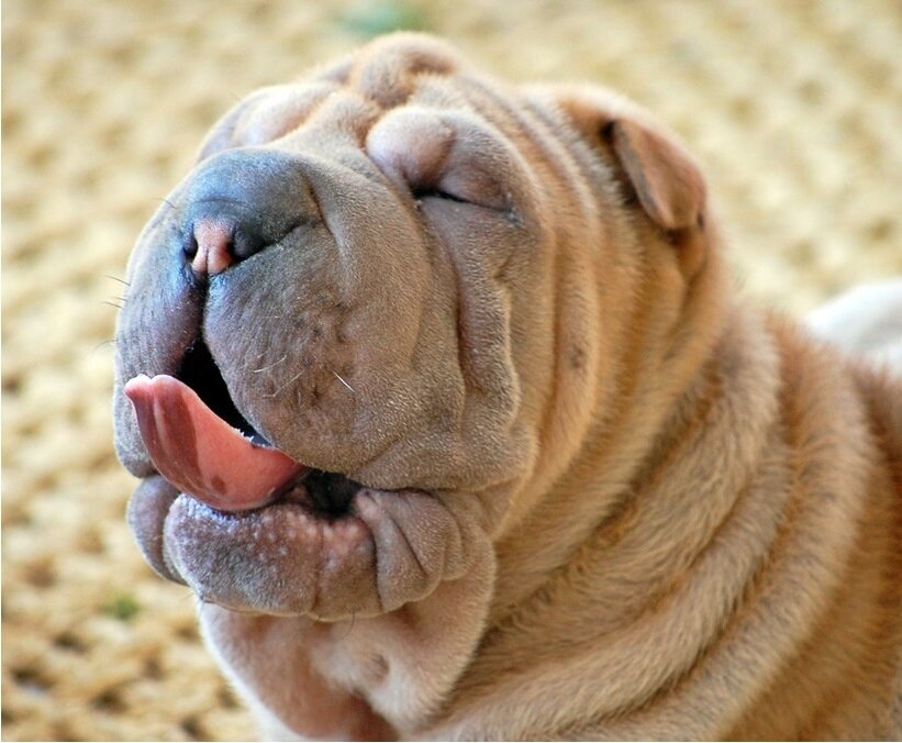 Шарпеи - собаки с непредсказуемым поведением