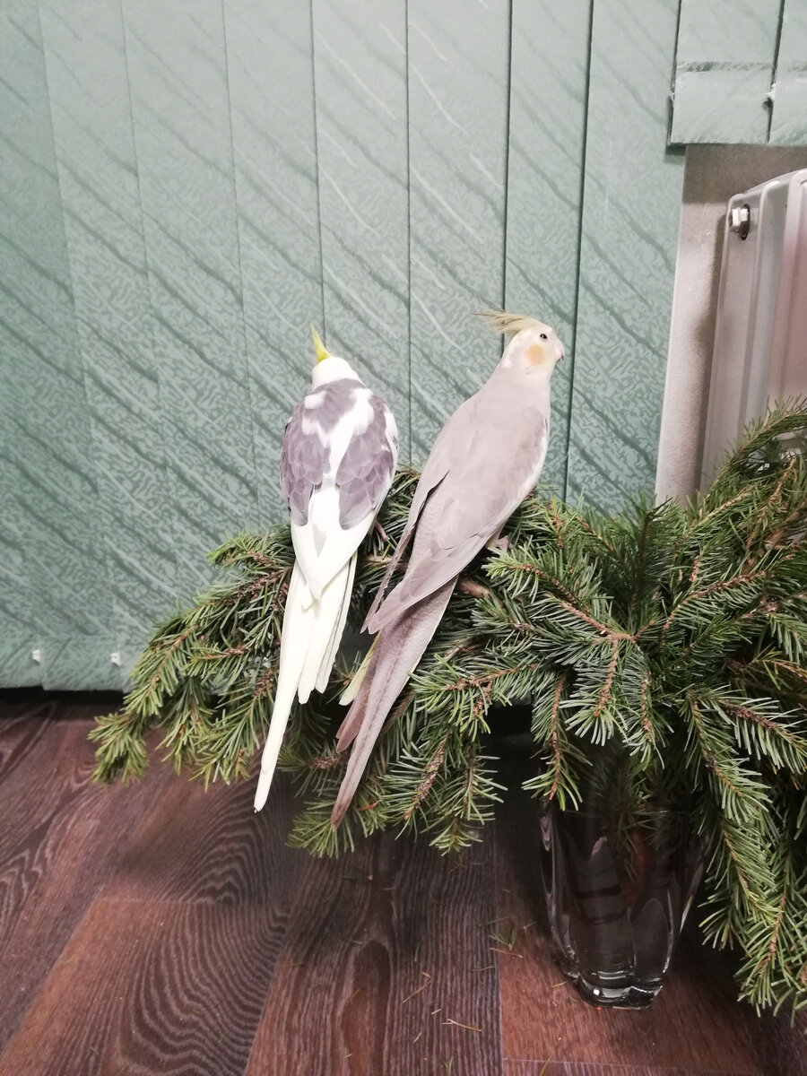 В этот раз первопроходцы - Пепси и Джи. Фото автора.