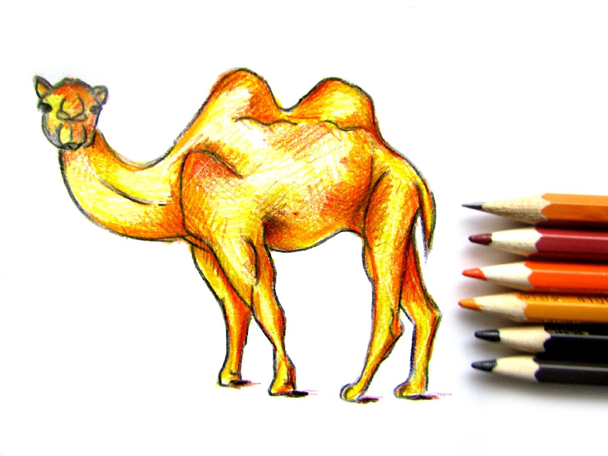 Пошаговый рисунок верблюда | Разукрашка | Дзен