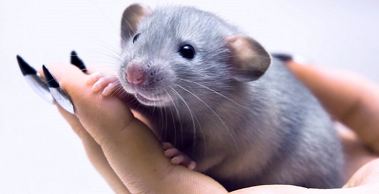 Фото взято с мнтернет ресурса Яндекс картинки