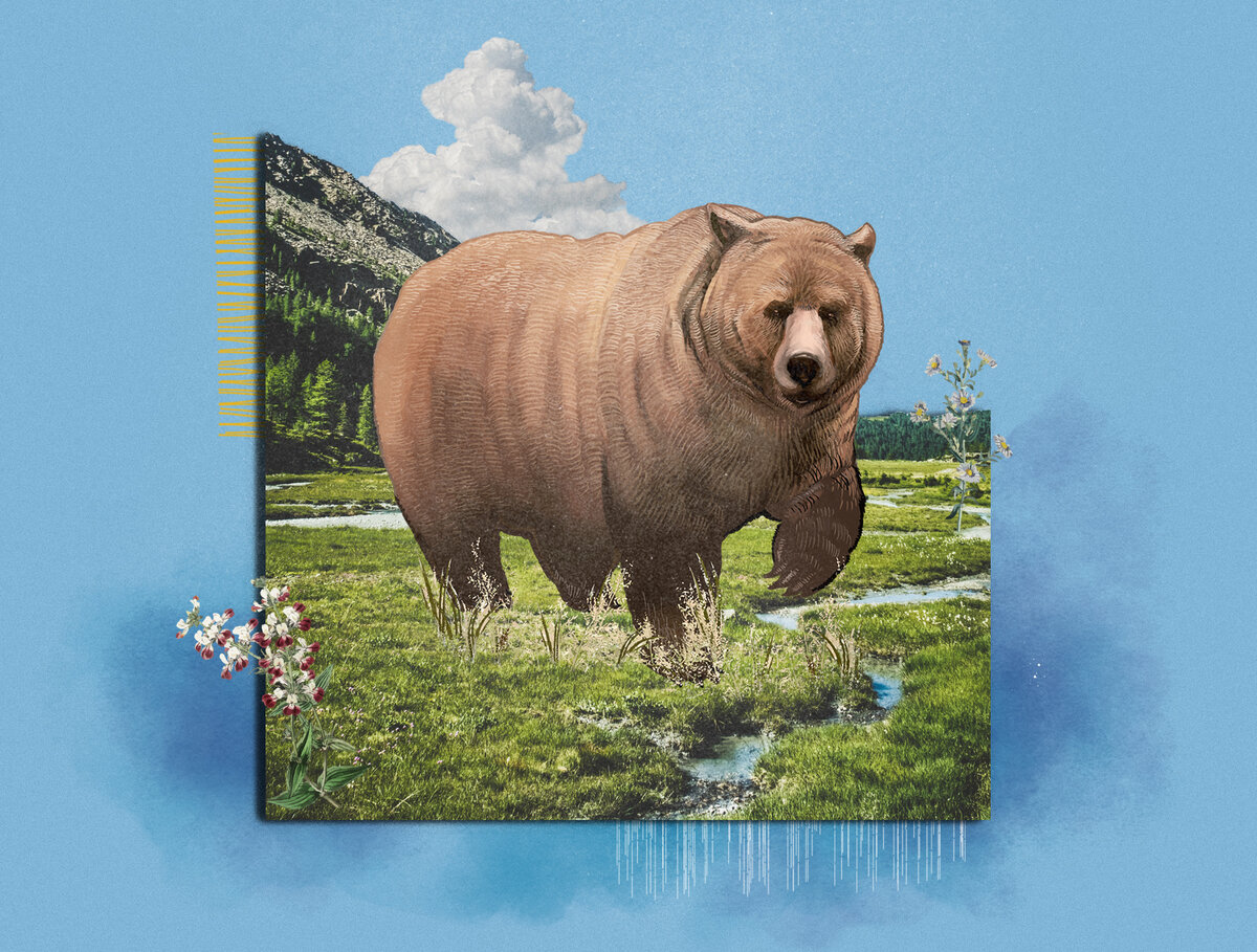 Медведь Сибирь