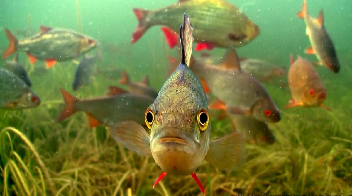 Обоняние рыб (фото - Яндекс.Картинки)