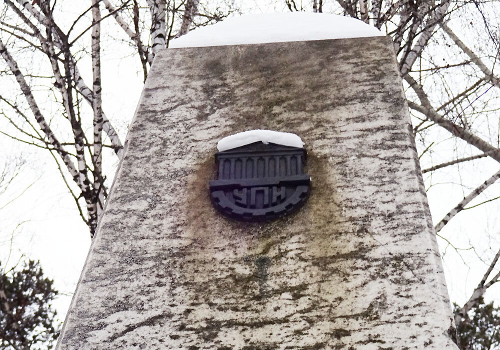 Шмель пасётся на цветах лука. Загородный дом