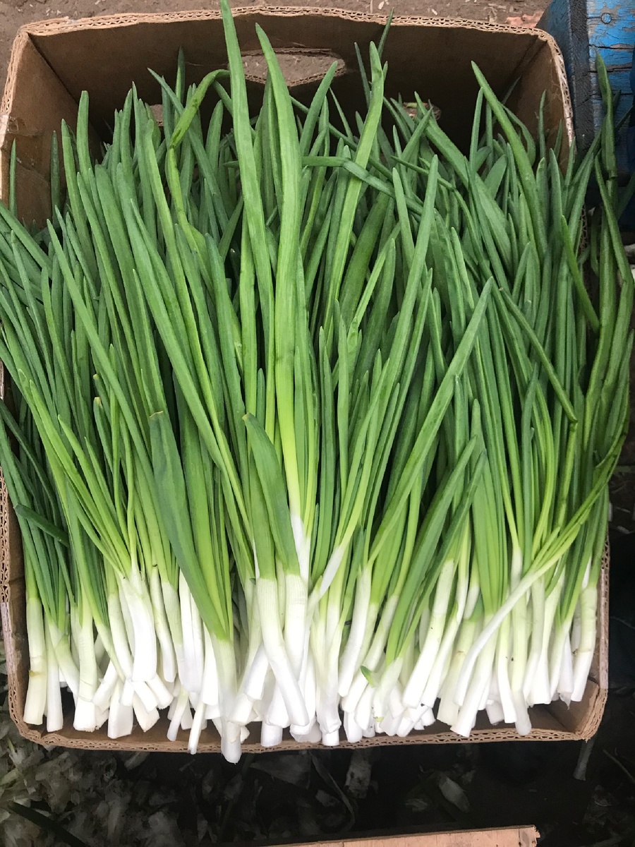 Сорт лука халцедон