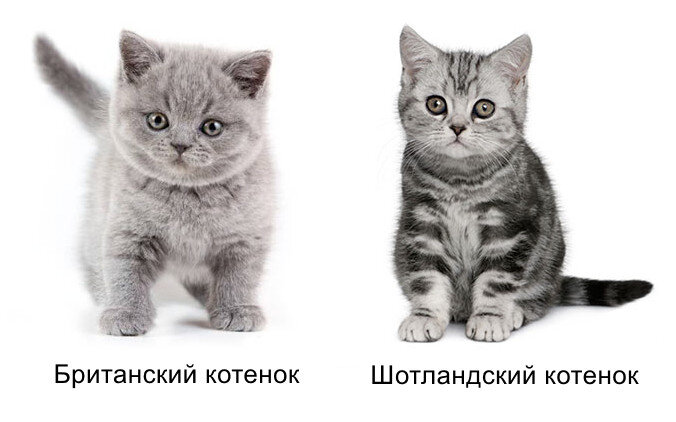 Как отличить шотландского котенка от обычного фото Почему "шотландцы" и "британцы" - это разные породы кошек? Как их отличить? Дома