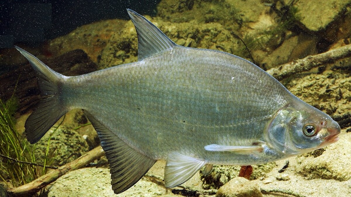 Грустный лещ - когда нет прикормки :)