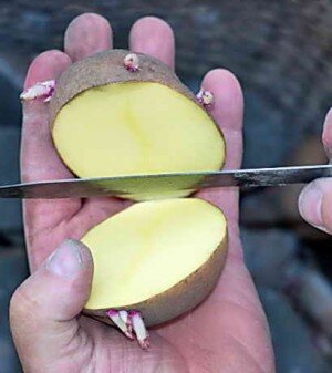 Разрез картофеля