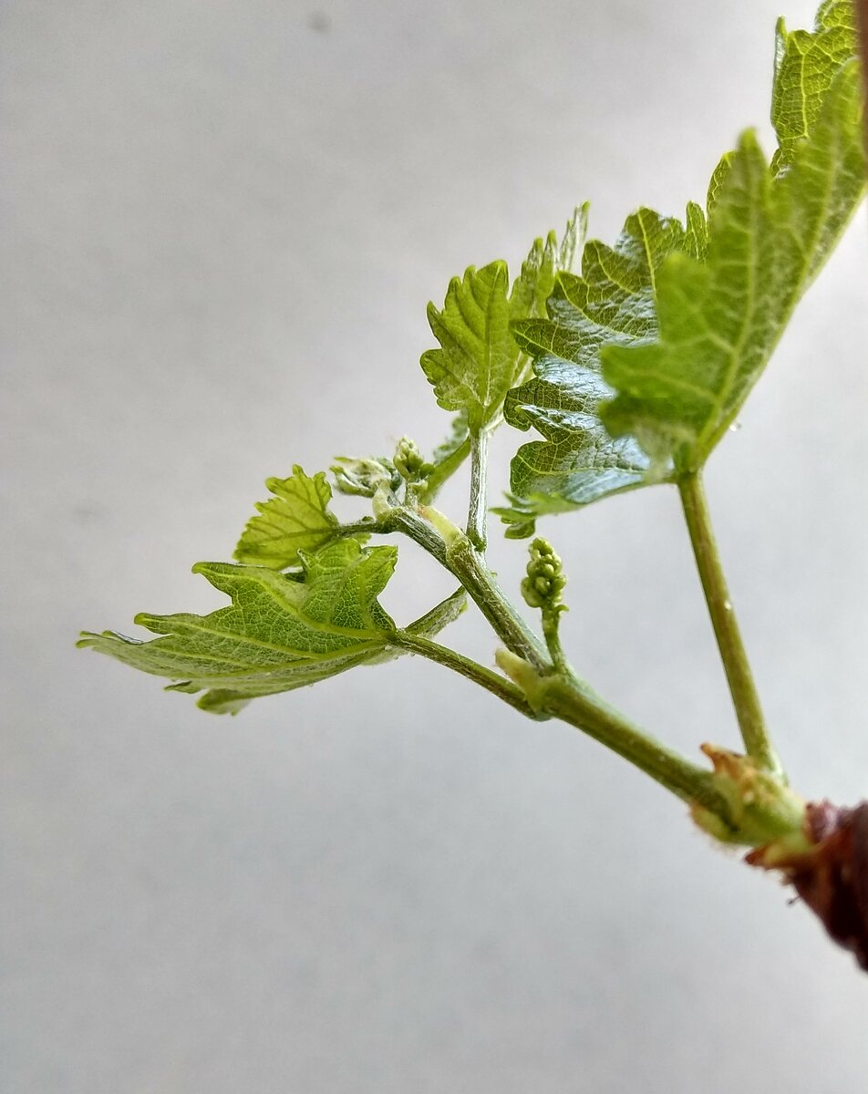 На этом фото черенка прозрачные капельки не очень хорошо заметны, в момент съемок была сосредоточенна на соцветиях, но если присмотреться, то можно их разглядеть 