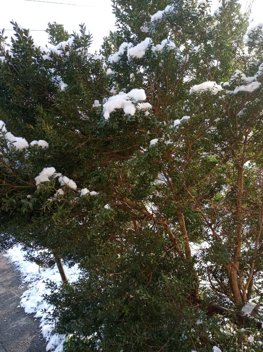 Фото моё. Наш самшит в снегу.