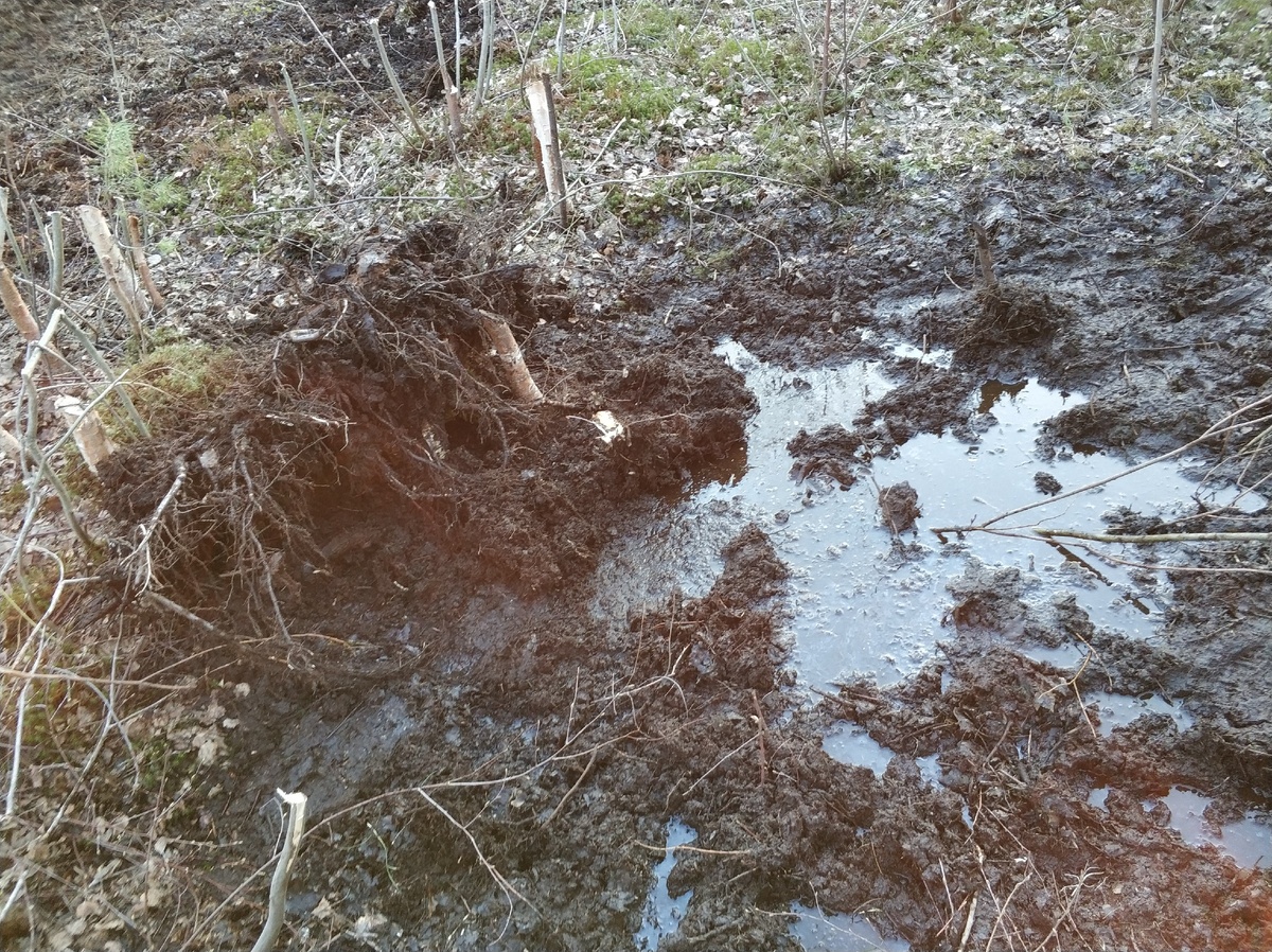 Мелколесье скрывает болото