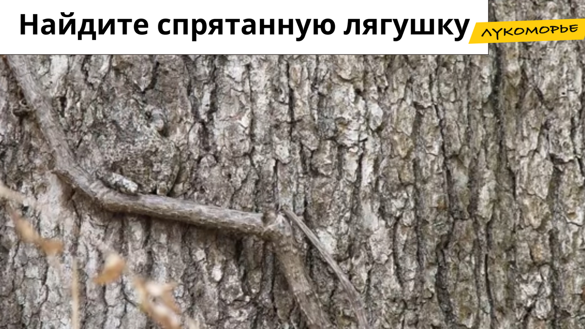 Скриншот авторского YouTube-канала "Лукоморье"