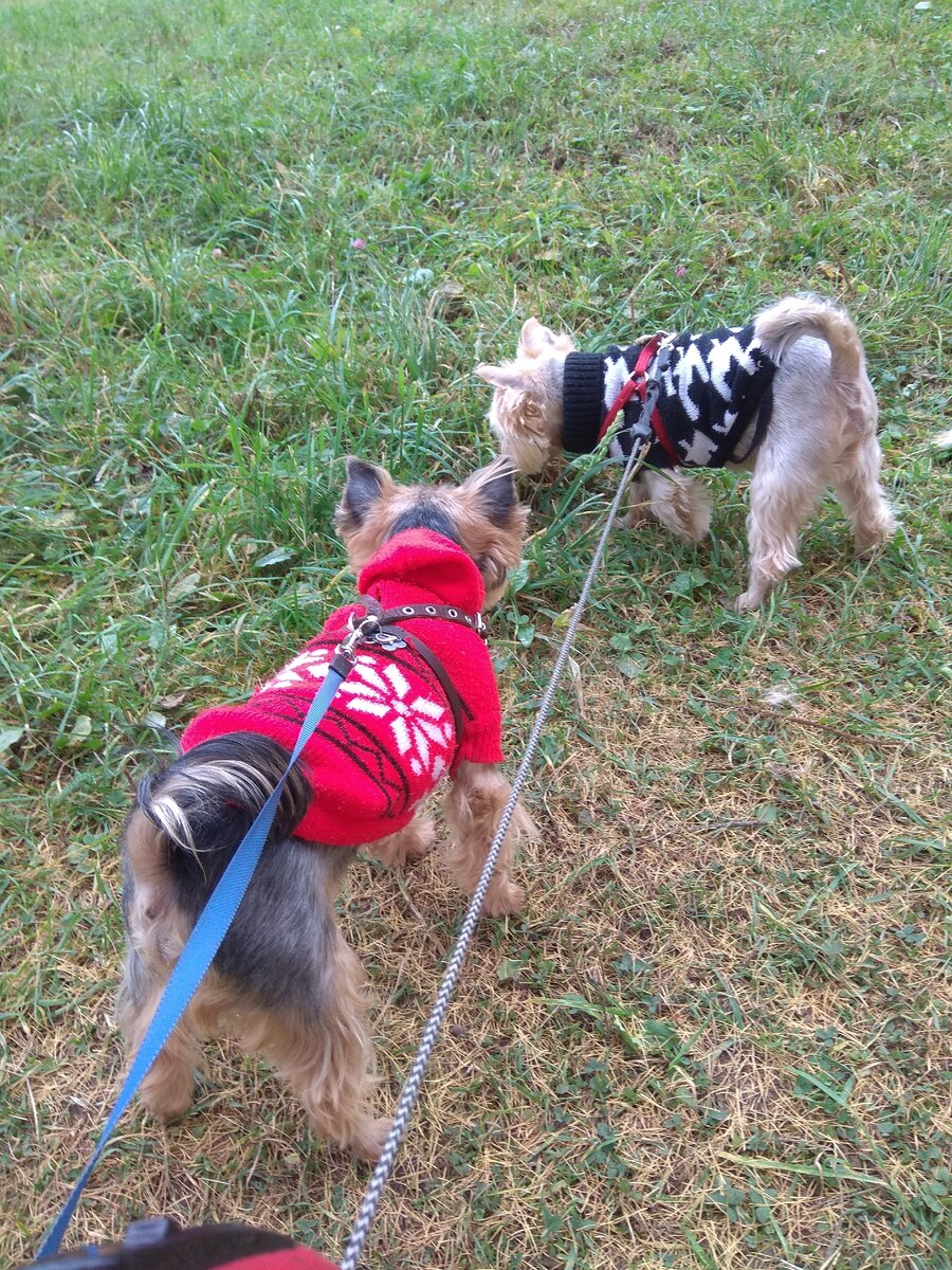 наши ребята на прогулке