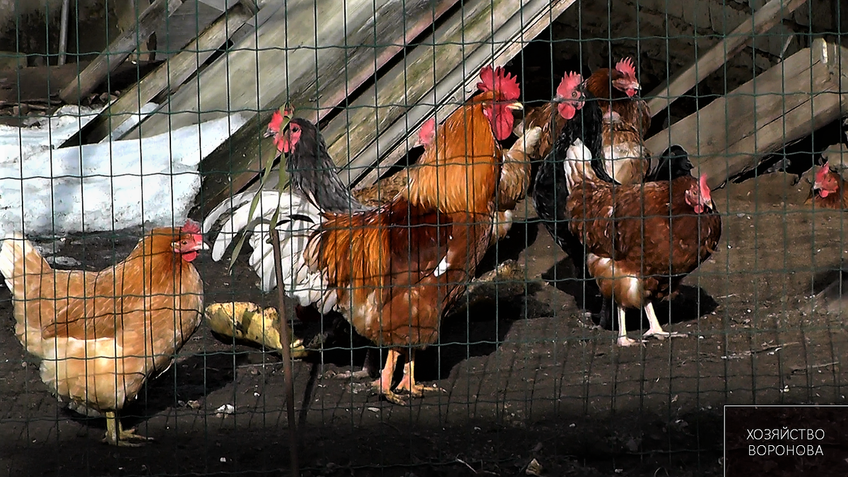 Куры на прогулке