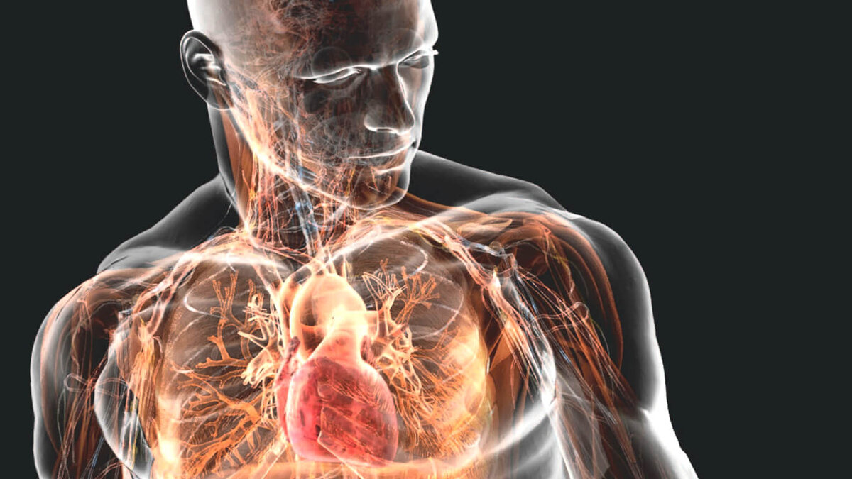 29. Каждый год гибнут более 2 000 левшей из-за ошибок в эксплуатации механизмов, предназначенных для правшей.                                                                                                                                   30. Оказывается, каждый 300-й мужчина имеет возможность удовлетворить себя орально.
31. Человек использует 17 мышц, когда улыбается, и 43 — когда хмурится.
32. В возрасте 60 лет большинство людей теряют половину своих вкусовых рецепторов.
33. Во время полета в самолете скорость роста волос у человека удваивается.
34. 1 % людей может видеть инфракрасное излучение, и 1 % — ультрафиолетовое.
35. Если вы заперты в полностью закрытой комнате, то вы умрете от отравления диоксидом углерода, а не из-за недостатка воздуха.
36. По статистике, лишь 1 человек на 2 млрд перешагивает порог 116 лет.
37. В среднем человек говорит 4 800 слов за 24 часа.
38. Сетчатка внутри глаза охватывает около 650 кв. мм и содержит 137 млн светочувствительных клеток: 130 млн палочек для черно-белого видения и 7 млн колбочек для цветового зрения.
39. Наши глаза всегда одного размера от рождения, но наш нос и уши никогда не перестают расти.
40. С утра человек примерно на 8 мм выше, чем вечером.
41. Мышцы фокусировки глаза двигаются 100 тыс. раз в день. Чтобы мышцы ног сделали столько же сокращений, нужно ходить 80 км в день.
42. Кашель — взрывной заряд воздуха, который движется со скоростью до 100 км/ч.
43. По данным немецких исследователей, риск сердечного приступа выше в понедельник, чем в любой другой день недели.
44. Кость в 5 раз прочнее стали.
45. Невозможно чихнуть с открытыми глазами.
46. Вросшие ногти — наследственная черта.
47. Нормальный человек умрет от полного отсутствия сна быстрее, чем от голода.            Смерть произойдет примерно через 10 дней без сна, в то время как от голода — через несколько недель.
48. Средняя продолжительность жизни — 2 475 576 000 секунд, за жизнь мы произносим в среднем 123 205 750 слов, занимаемся сексом 4 239 раз.
49. Чтобы получить ямочки на щеках, необязательно прибегать к операции. Для этого есть специальные упражнения.                                                                                                                                          50. 7 месяцев ребенок может дышать и глотать одновременно.