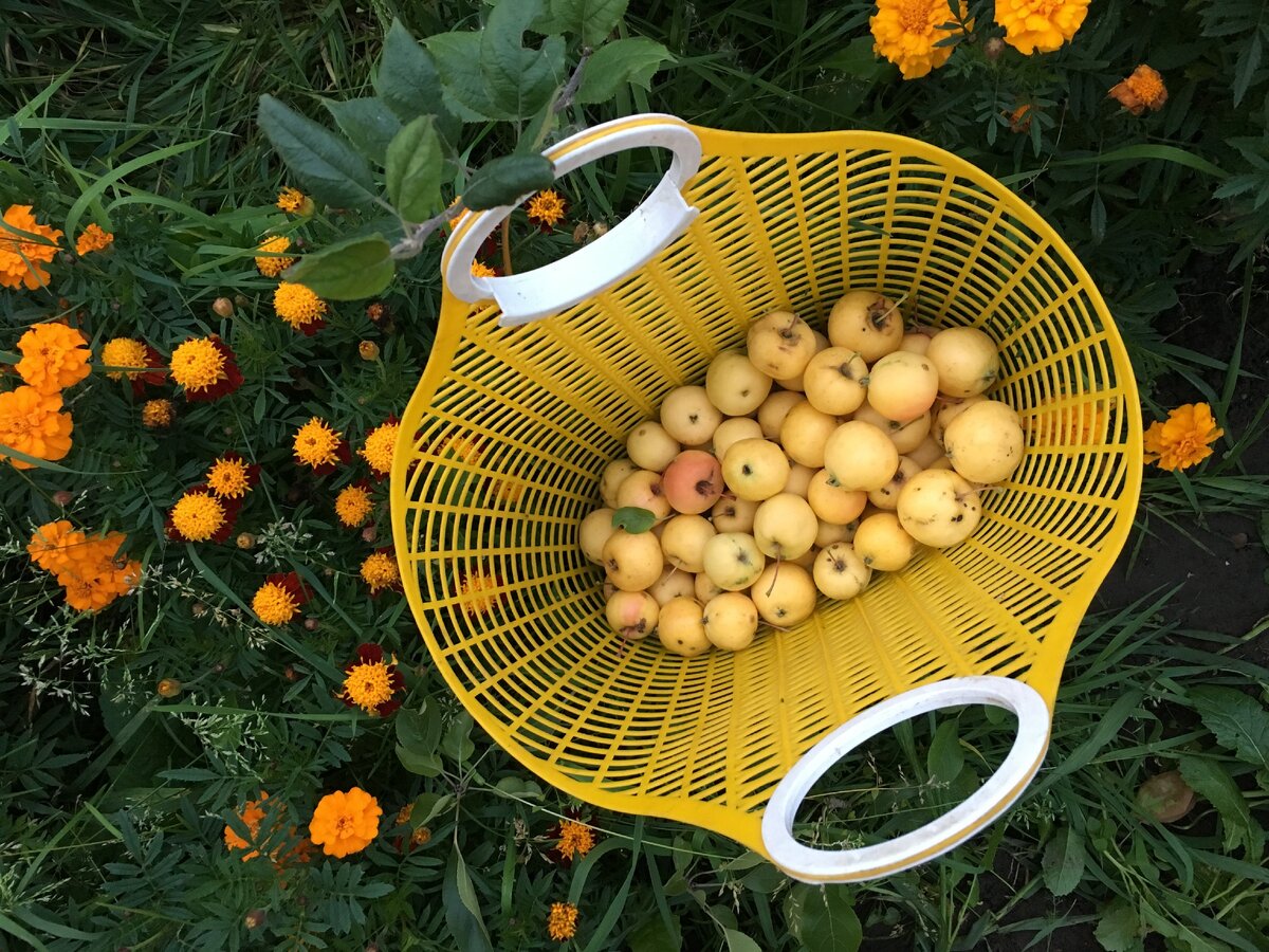 Наш урожай ранеток прошлой осенью. Фото мое