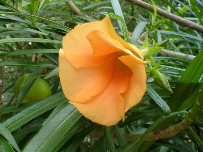 Желтый Олеандр Thevetia peruviana
