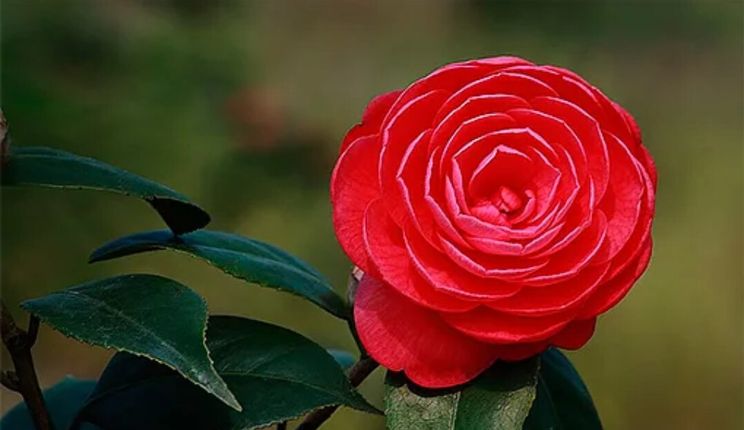 Стоковые фотографии по запросу Красивый красный цветок