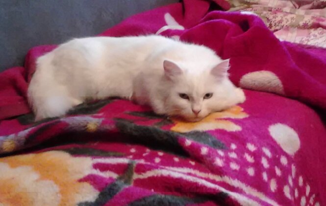 Разве подумаешь по ней, что такая тигра?!))