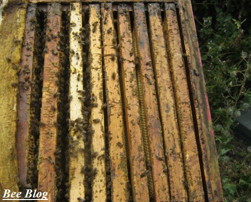 Пчёлки за работкой.