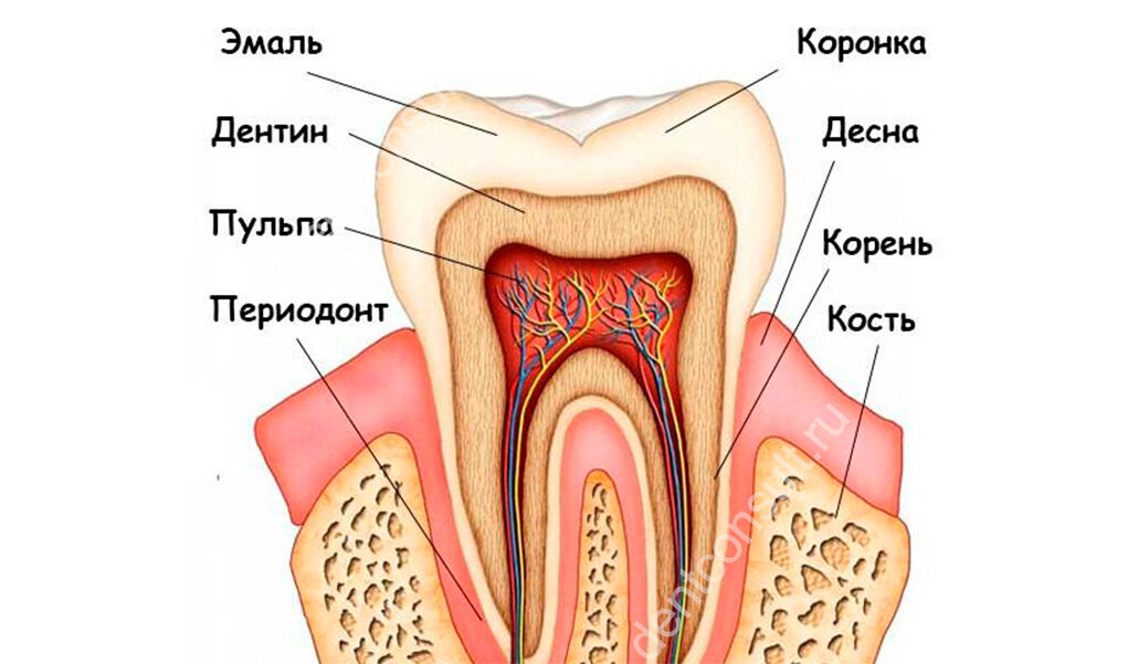 Какие части зуба обозначены на рисунке буквами а б