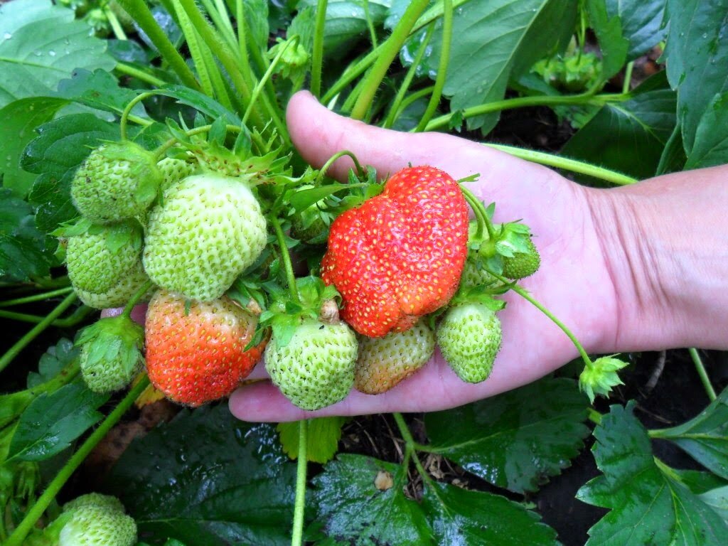 Источник фото: atkorm.ru