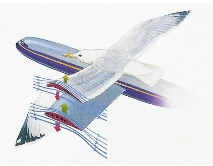 Аэродинамика полета птицы. Самолет и птица Бионика. Аэродинамика планера. Бионика аэродинамика.