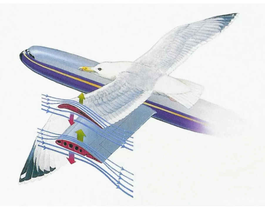 Работа крыла. Аэродинамика полета птицы. Аэродинамика крыла. Аэродинамика крыла самолета. Полет самолет птица.