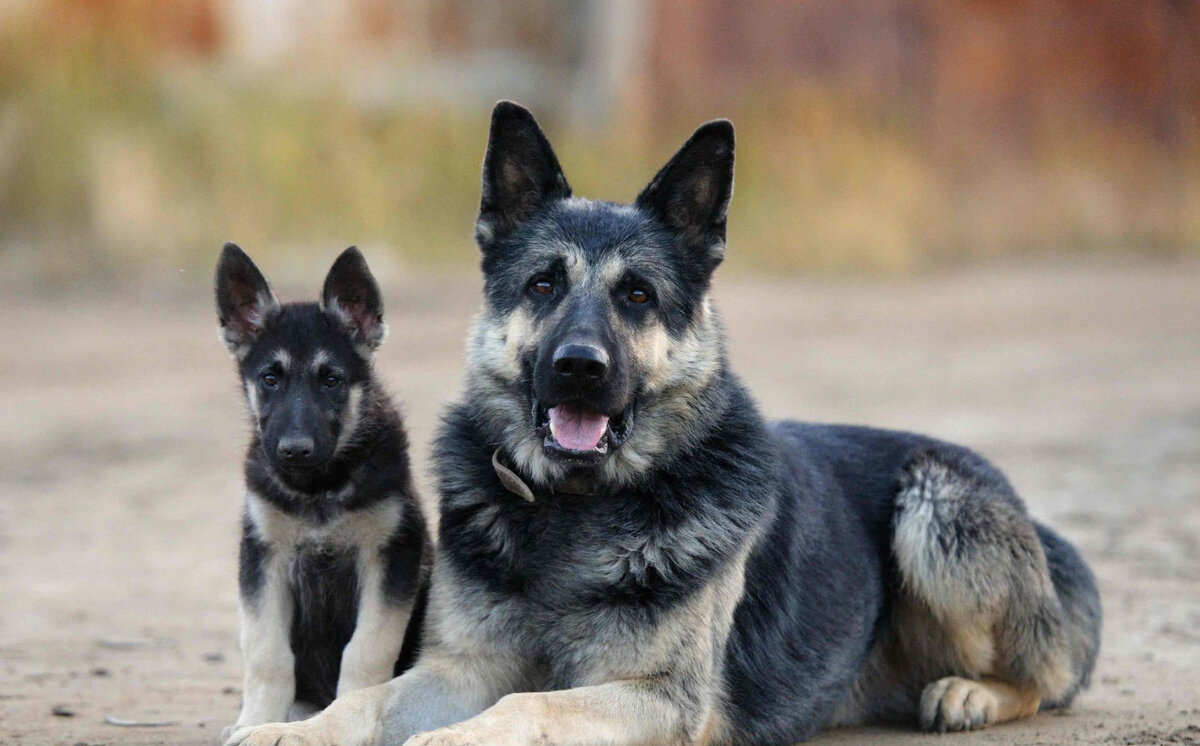 фото: web-zoopark.ru