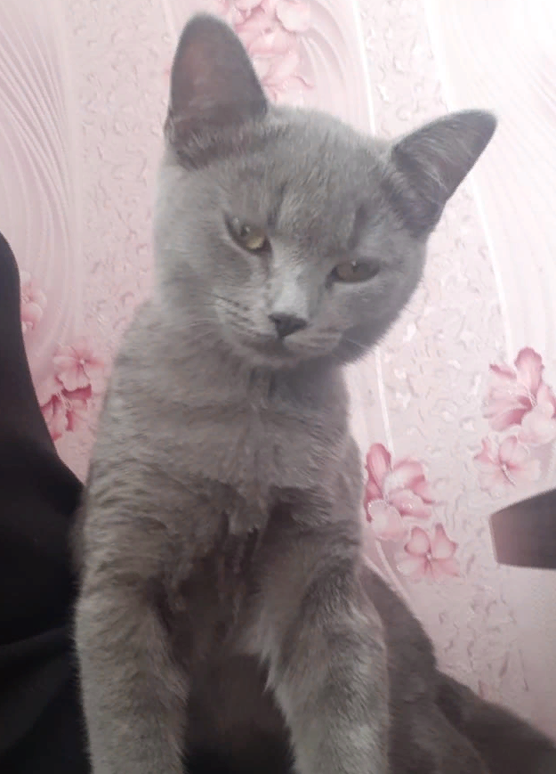 Фото из личного архива - Вот так выглядит обиженный Бусик!!! Скоро один глаз уснет))) А второй будет наблюдать!