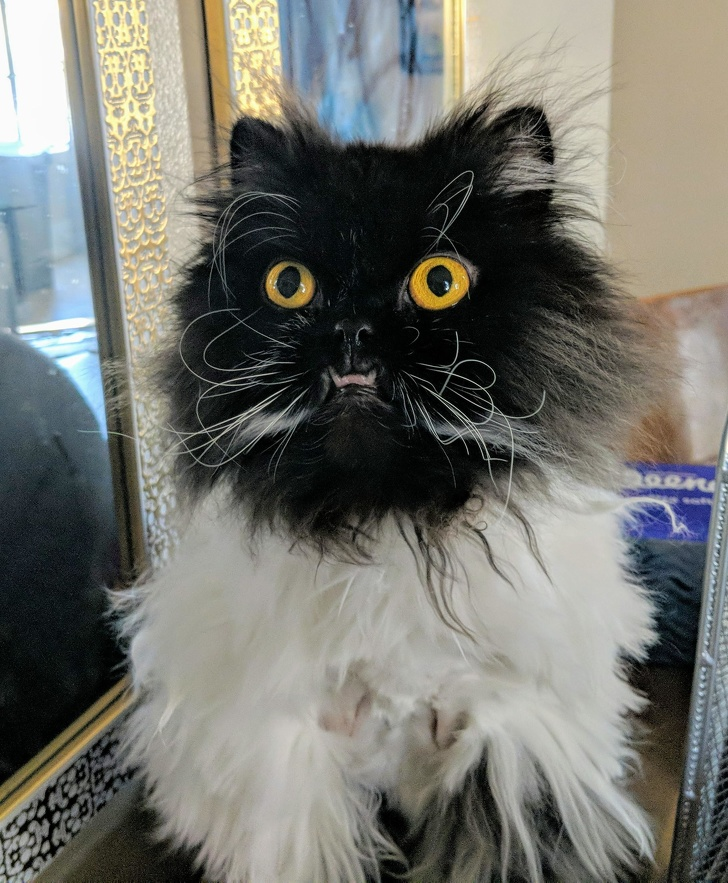  © CaptHoshito / Reddit  