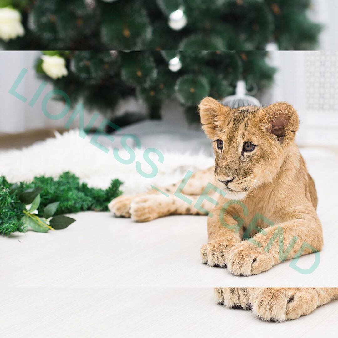 https://www.instagram.com/lioness_legend/