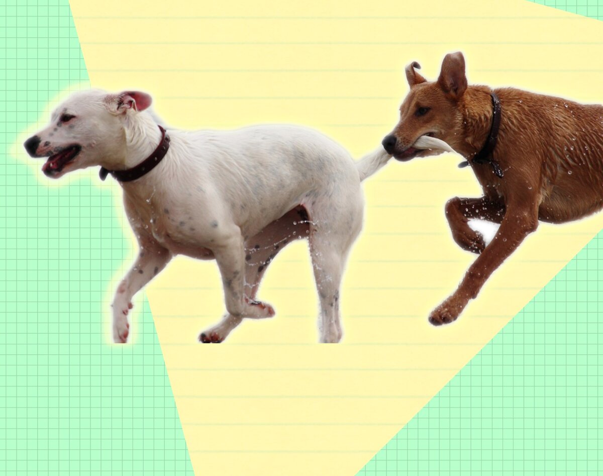 Если нет кота, можно тянуть собаку. Но обязательно нежно  и с любовью, не причиняя ей зла!!!