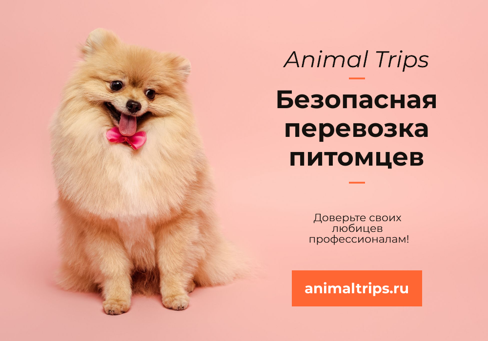 animaltrips.ru