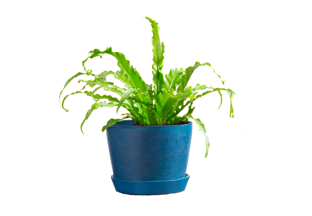 Асплениум: папоротник-«птичье гнездо»